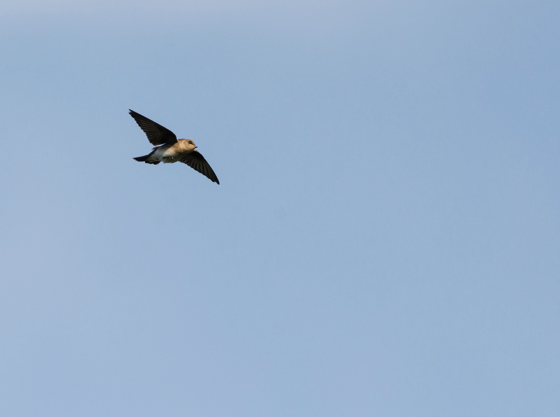 A chimney swift flying through the air.